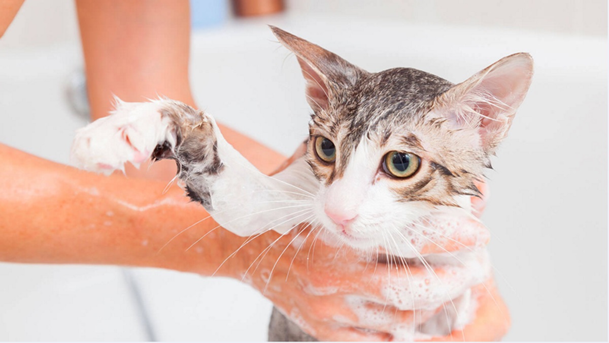 Amino bath and conditioner for cats